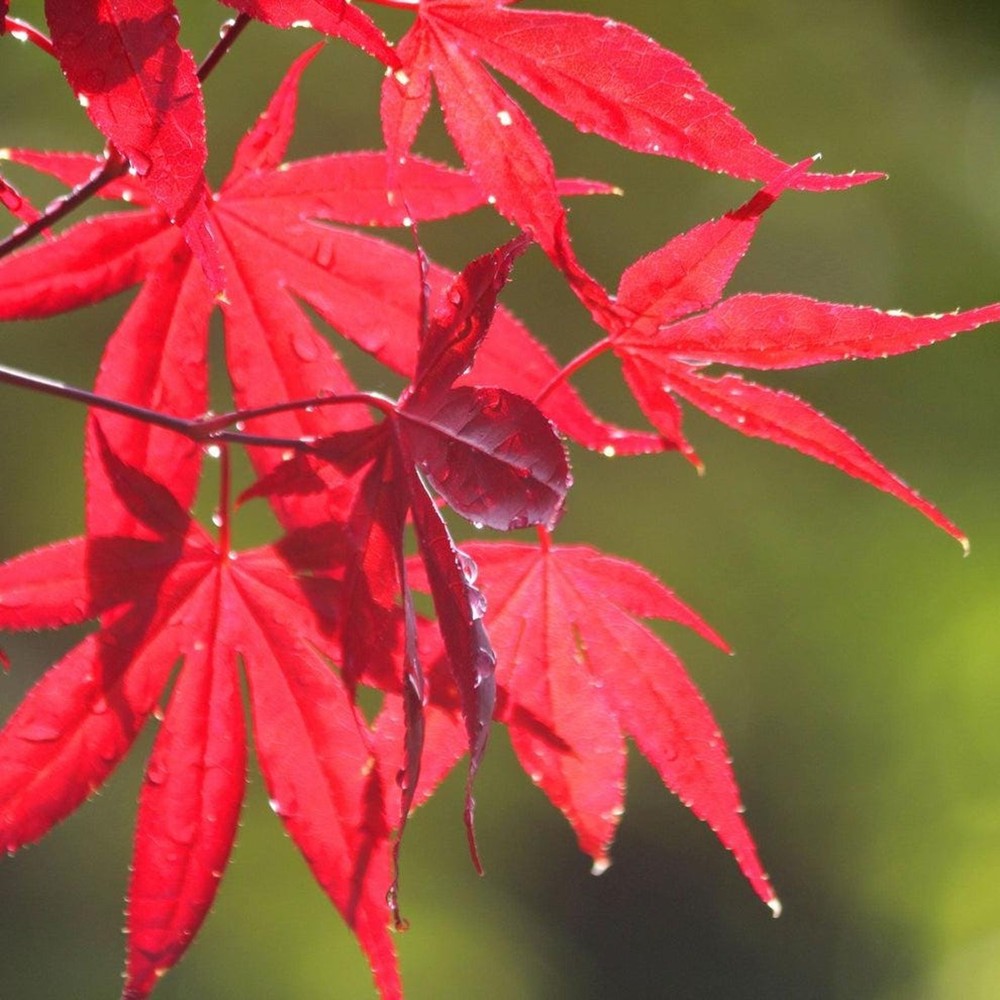 Bloodgood Japanese Maple Acer Palmatum 'Bloodgood' ***LIVE***-image