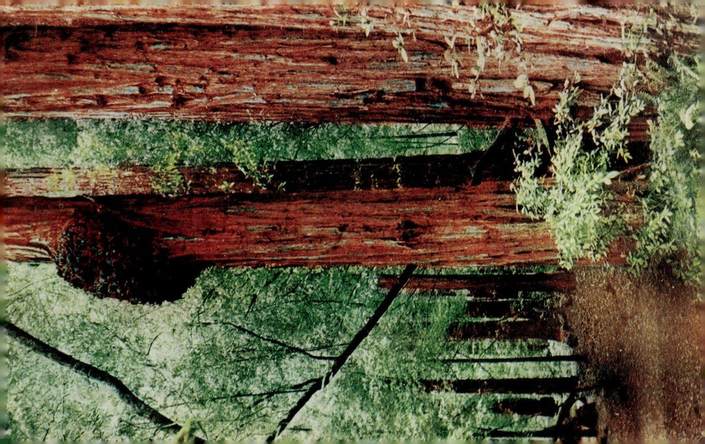 1950s Muir Woods National Monument CA Redwood Burl Tree Chrome Postcard