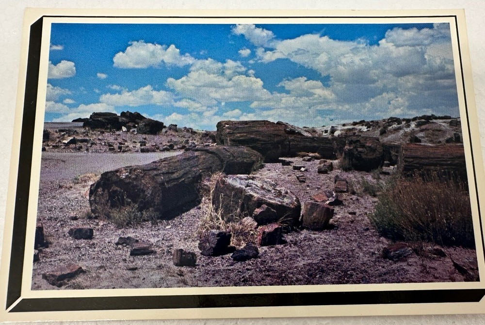 Giant Logs At the Rainbow Forest Museum, Petrified Forest National Park - AZ