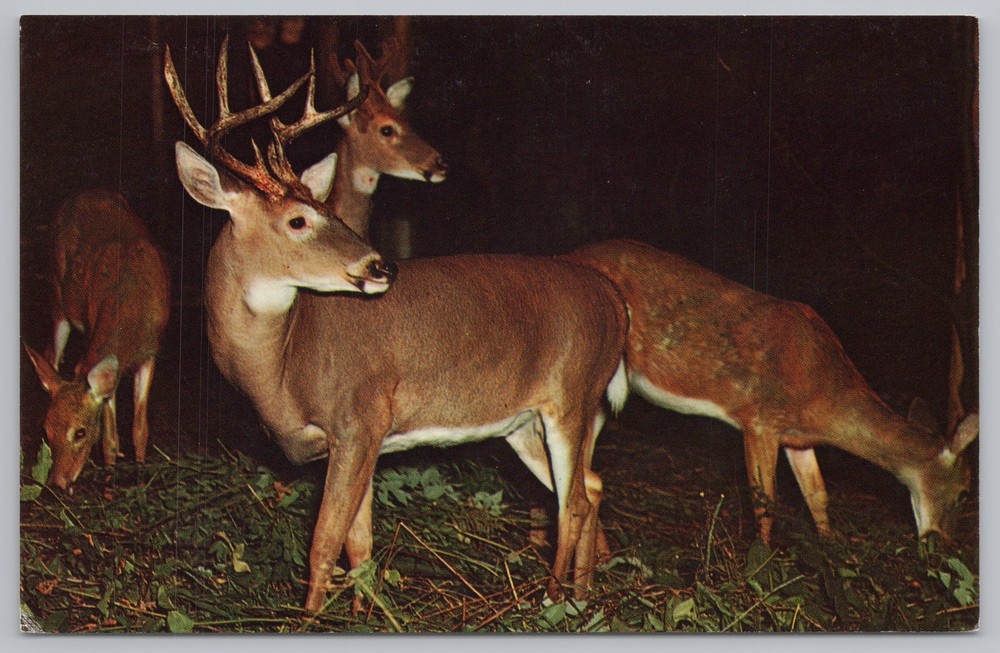 Animal~Deer Herd in Woods @ Night~Vintage Postcard