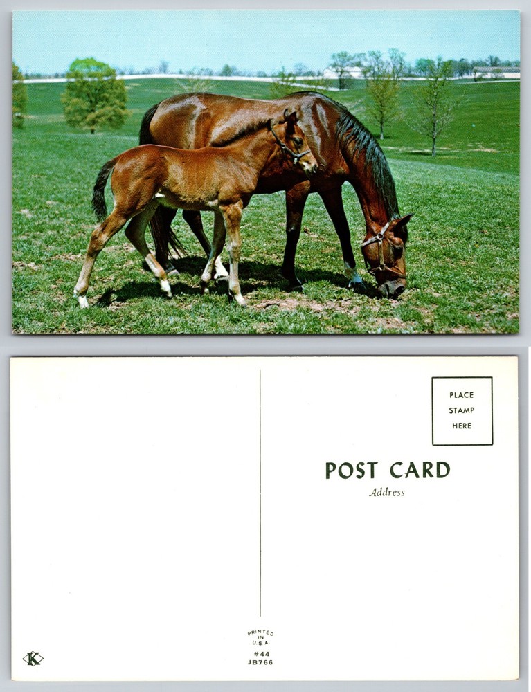 Grazing Mare Foal Pasture Postcard