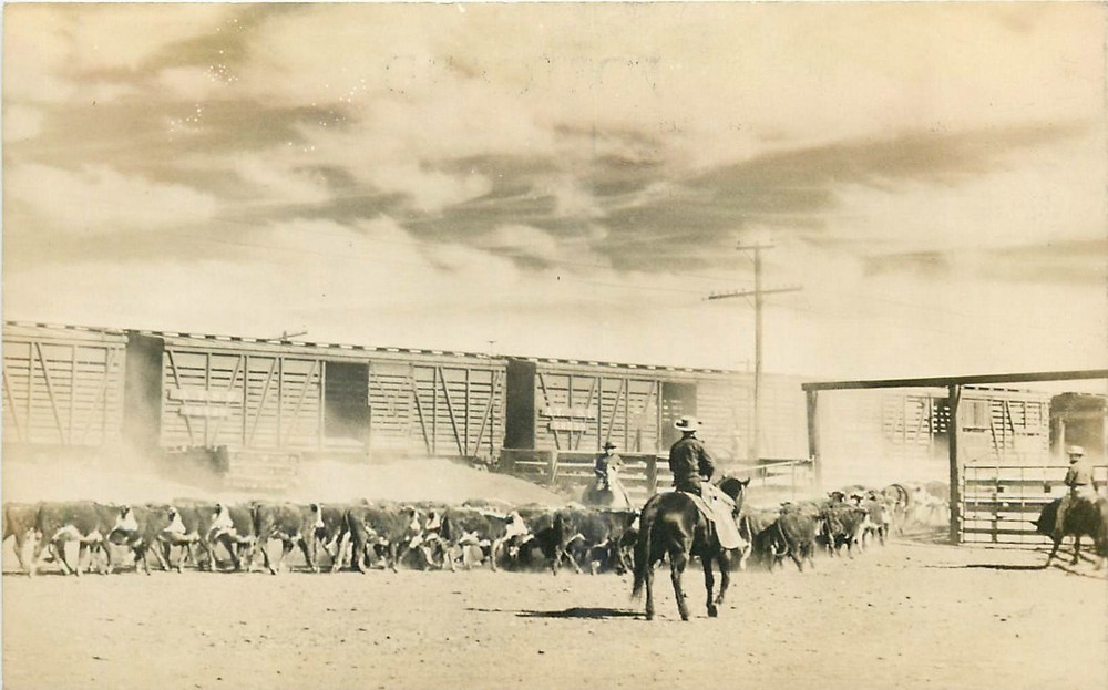 1930s Albuquerque New Mexico Cattle Railroad occupation RPPC Postcard 26-2185