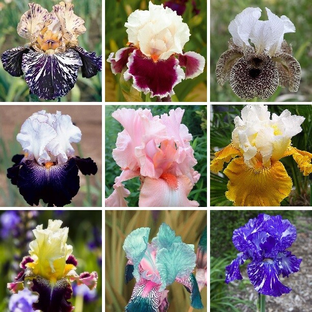 US Seller Multi-Varieties Iris Seeds, Heirloom Iris, Mixed seeds 25pcs/pack.