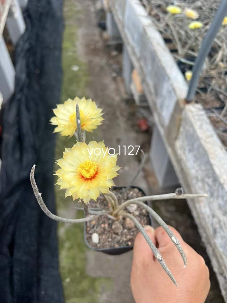 5pcs 1-2cm Succulent cactus Plants Astrophytum caput-medusae Plant wholesale