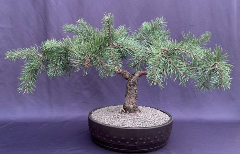 Pine Bonsai Tree Live Outdoor Pinus Sylvestris Hillside Creeper Scots 15'' Tall