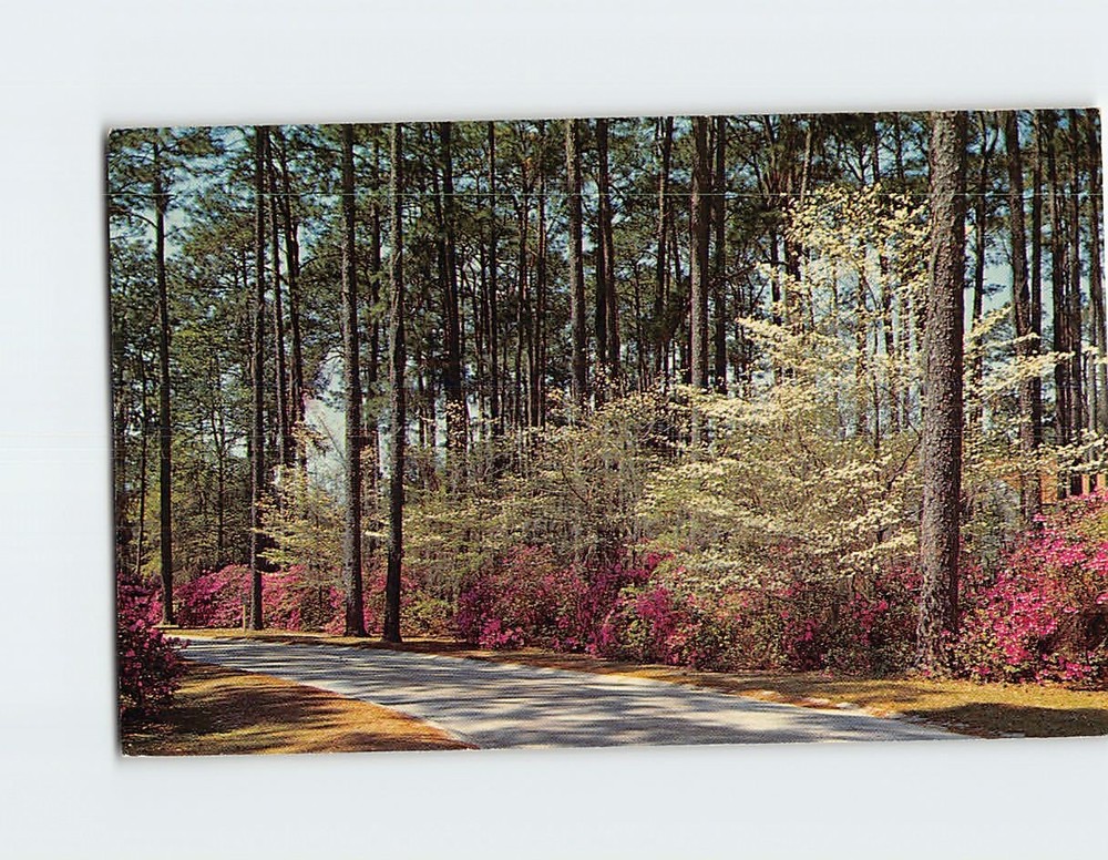 Postcard Azalea and Dogwood in Full Bloom South Georgia USA North America