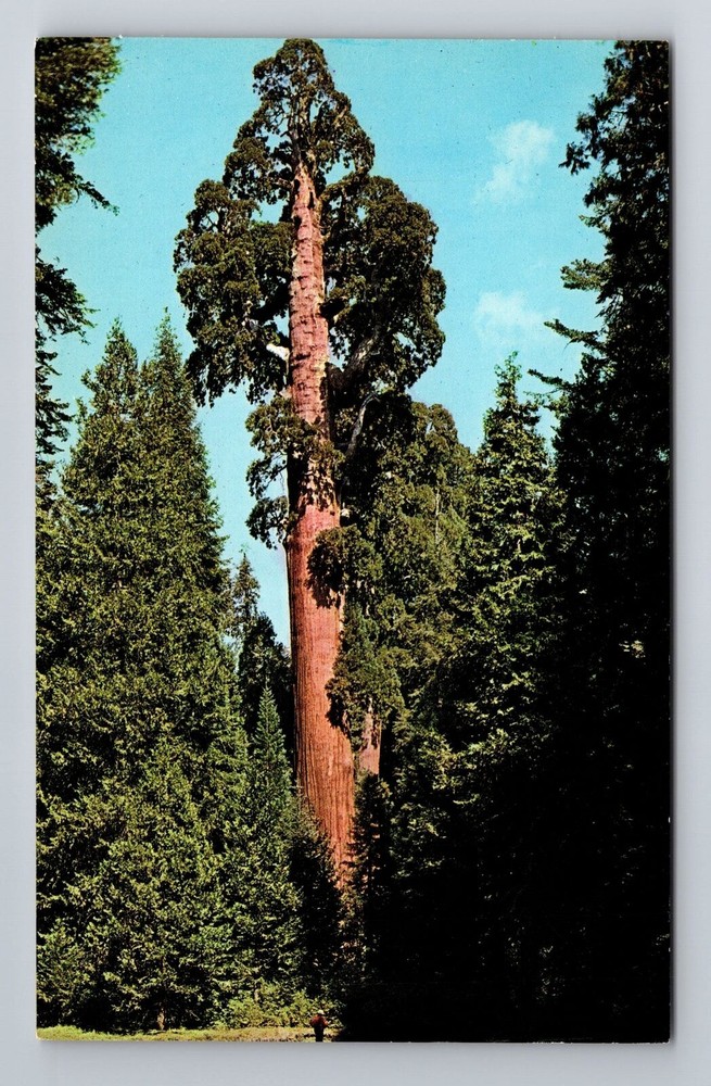 Kings Canyon Natl Park CA-California, General Grant Tree, Vintage Postcard