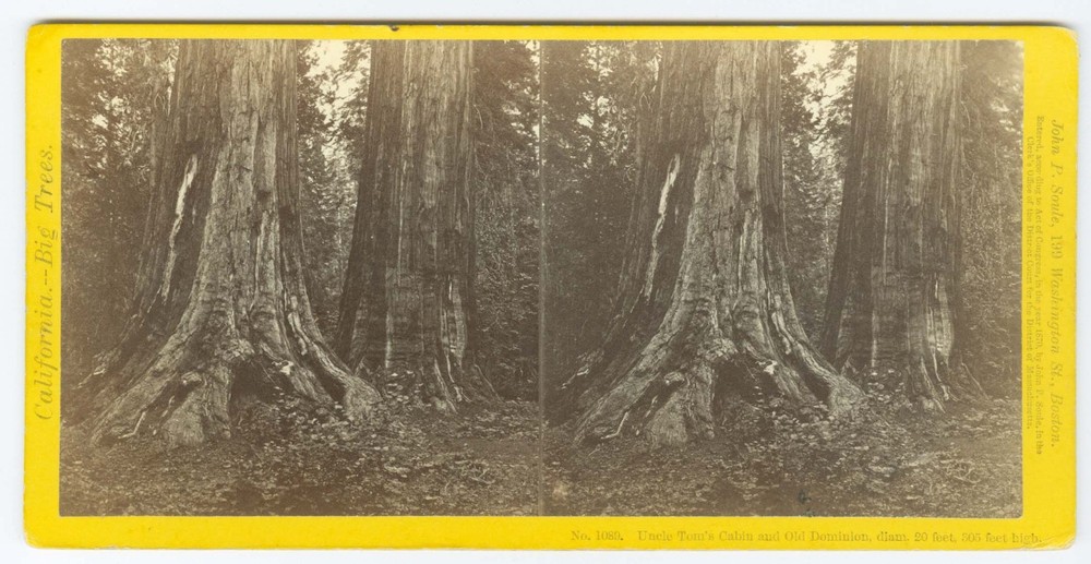 G2392~ CALIFORNIA Uncle Tom’s Cabin Tree c.1870 Stereoview – Soule/Hazeltine