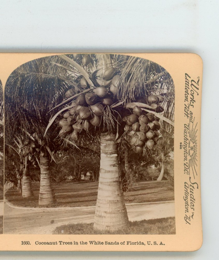 Coconut Trees in White Sands of Florida Underwood Stereoview