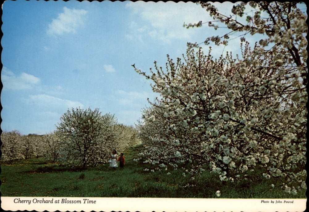 Cherry Orchard Blossom Time Berrien Center Michigan vintage postcard q718