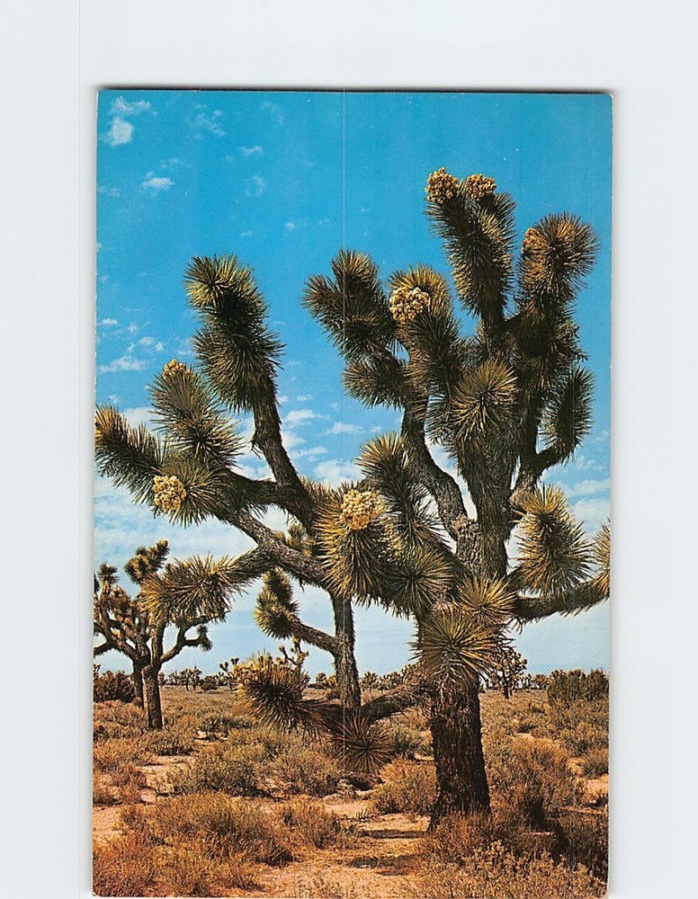 Postcard Joshua Tree Forest USA