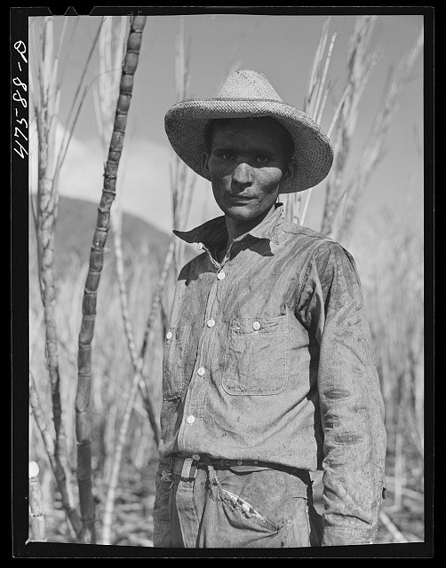 Photo:Guanica Puerto Rico 1942 Sugar Cane Farm Laborer