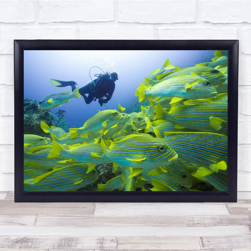Indonesia Underwater Fish Dive Diver Shoal Person Sport Sports Wall Art Print