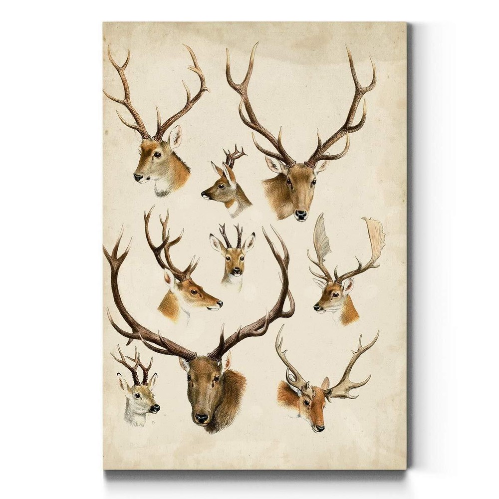 Portrait Style Canvas Wall Art: Animals, Dogs, Birds, Fish, Horses, Elk, Deer...