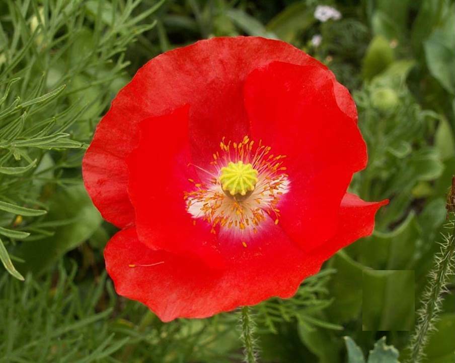 Red Shirley Corn Poppy Flower Seeds - Papaver rhoeas - B83