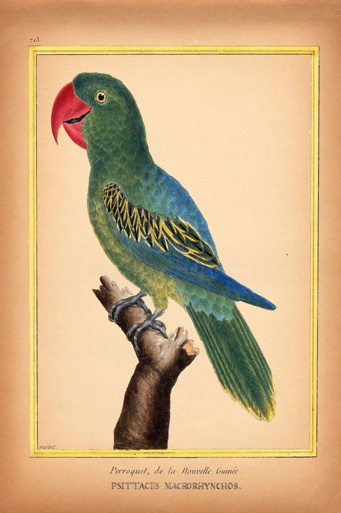 8471.Decoration Poster.Home Room wall interior vintage art design.Parrot bird