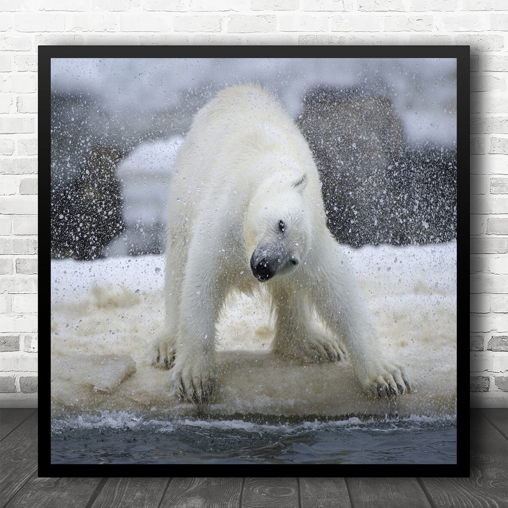 Svalbard Polar Bear Shake Shaking Water Drops Droplets Drop Square Art Print