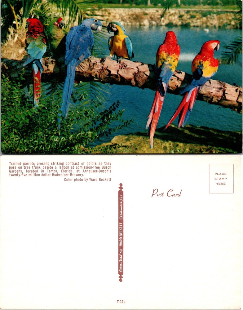 Trained Parrots Busch Gardens Tampa Florida FL Postcard