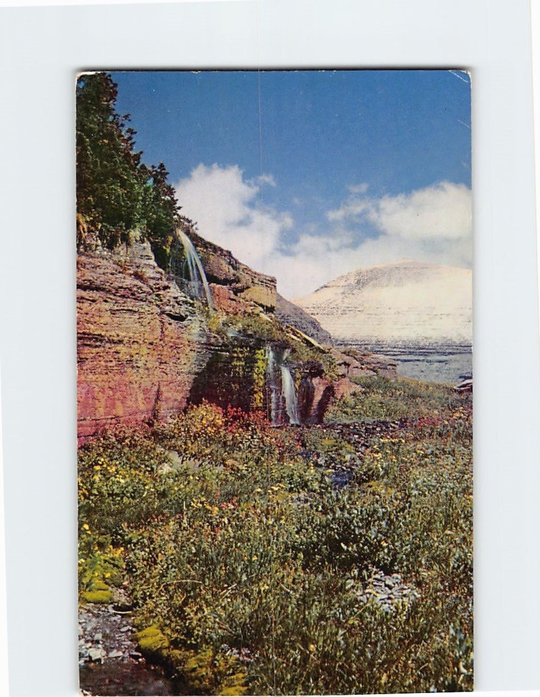 Postcard Hanging Gardens in Logan Pass Glacier National Park Montana USA