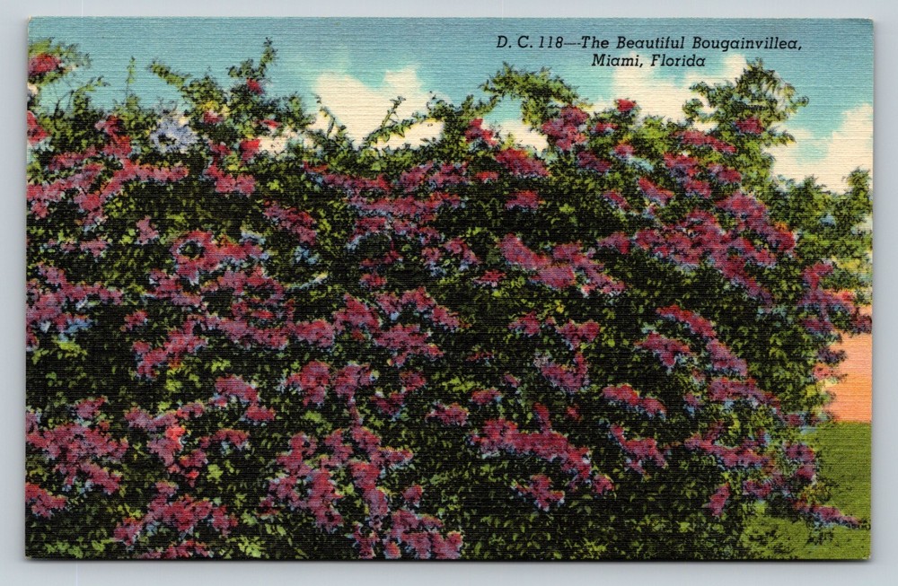 Beautiful Bougainvillea Miami Florida FL Poem On Back VINTAGE Linen Postcard