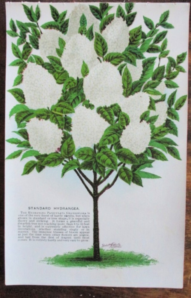 Vtg, Print, STANDARD HYDRANGEA, TALL SHRUB, BOTANICAL, 1900