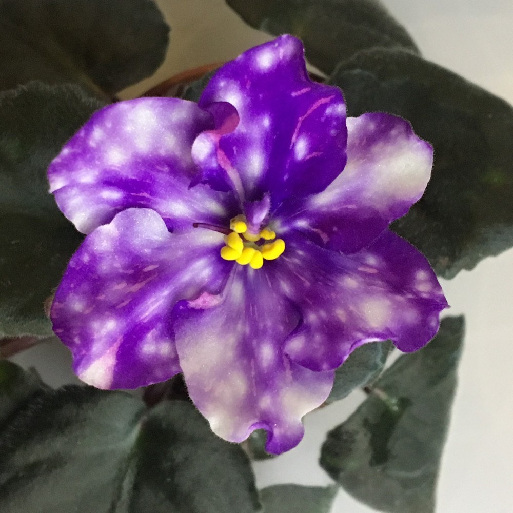 African Violet Plant- 