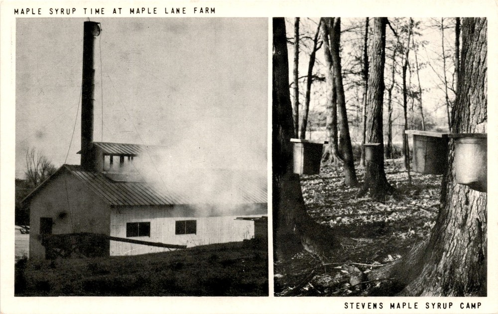 MAPLE LANE FARM, STEVENS MAPLE SYRUP CAMP, MT. Postcard
