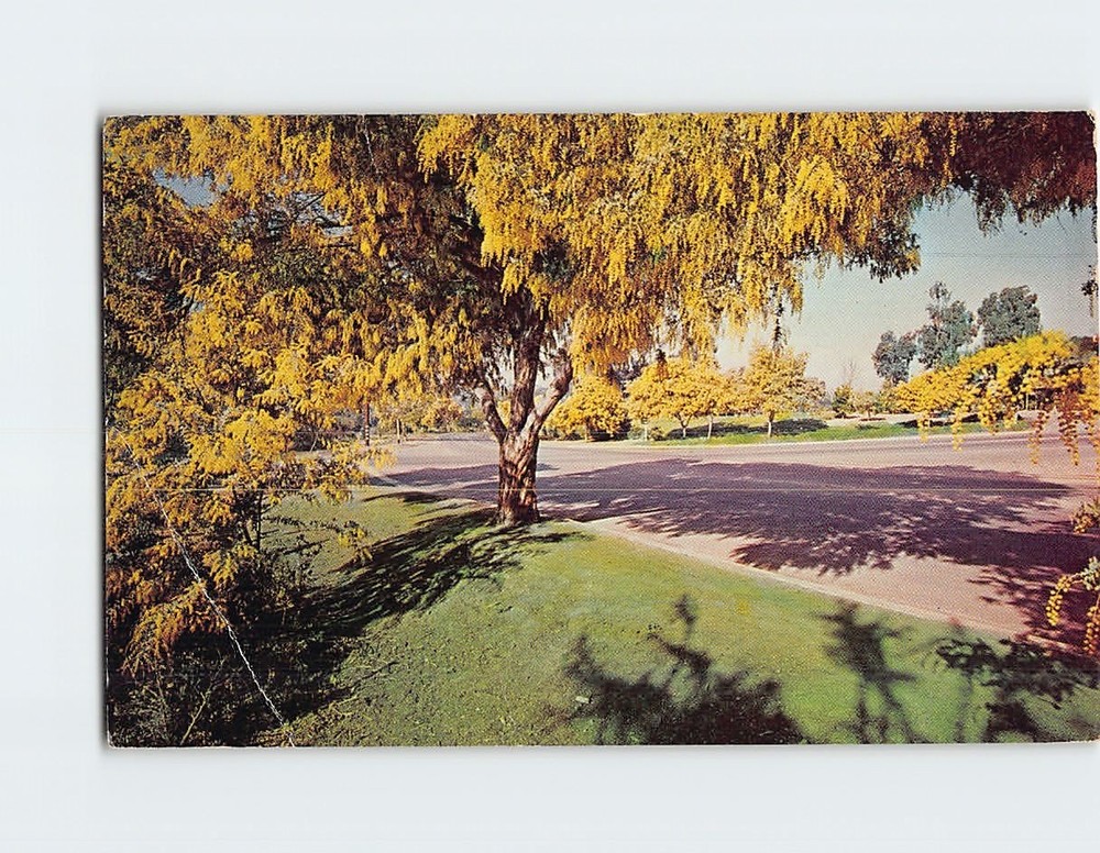 Postcard Avenida de Acacia Rancho Santa Fe San Diego County California USA