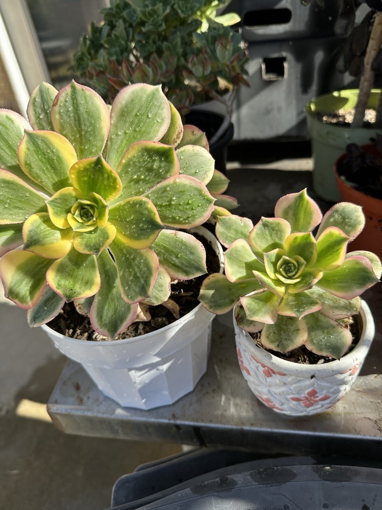 Aeonium “Kiwi” Succulent 10” & 4 “ Inch Fully Rooted