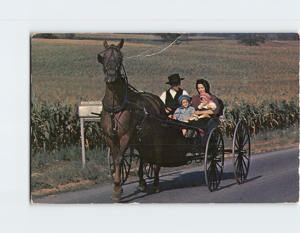 Postcard Amish Family with their Horse & Buggy Pennsylvania USA