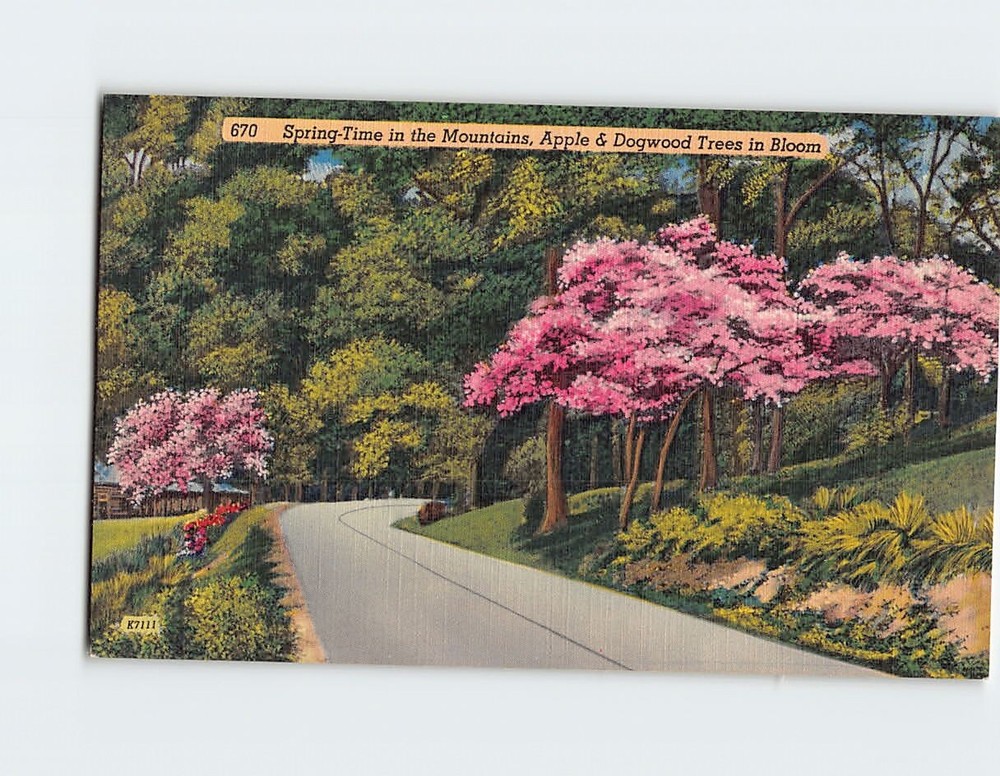 Postcard Spring Time in the Mountains Apple & Dogwood Trees in Bloom