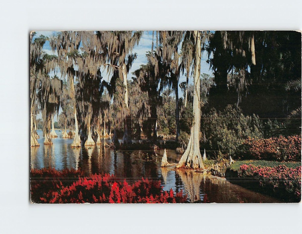 Postcard Cypress Trees Lake Eloise Florida's Cypress Gardens USA