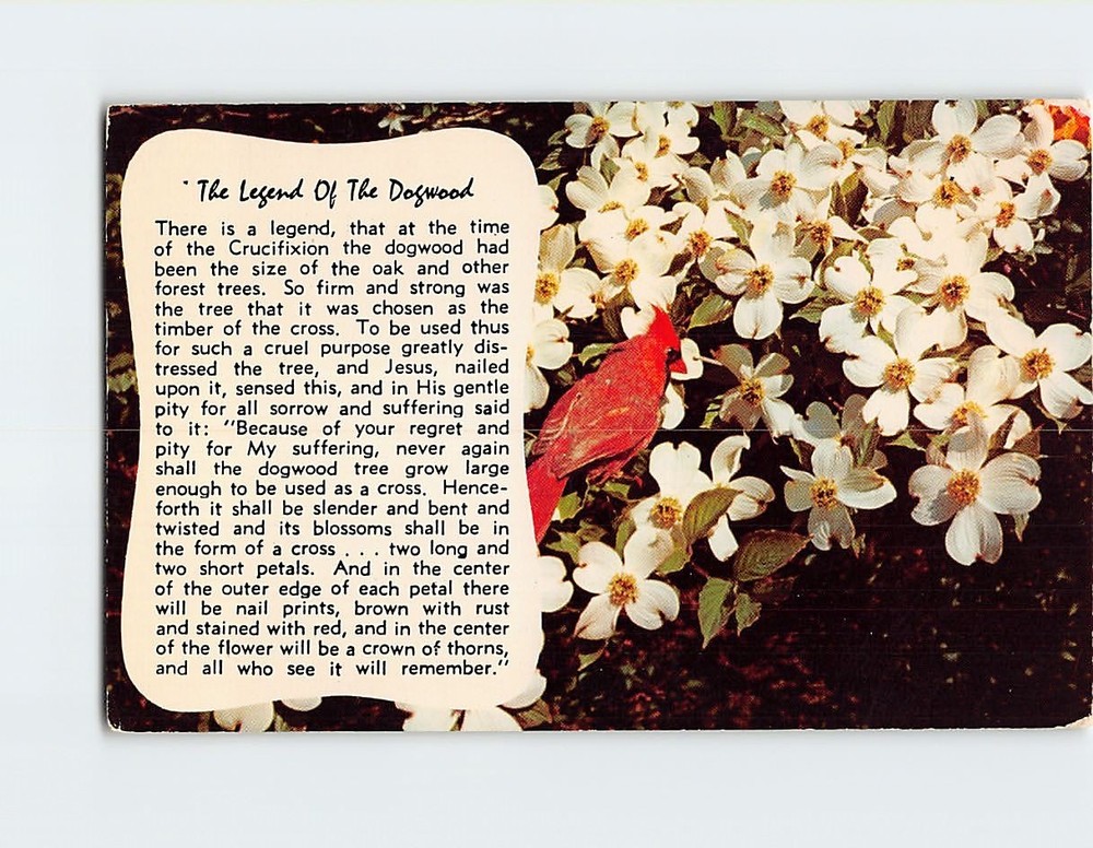 Postcard The Legend Of The Dogwood