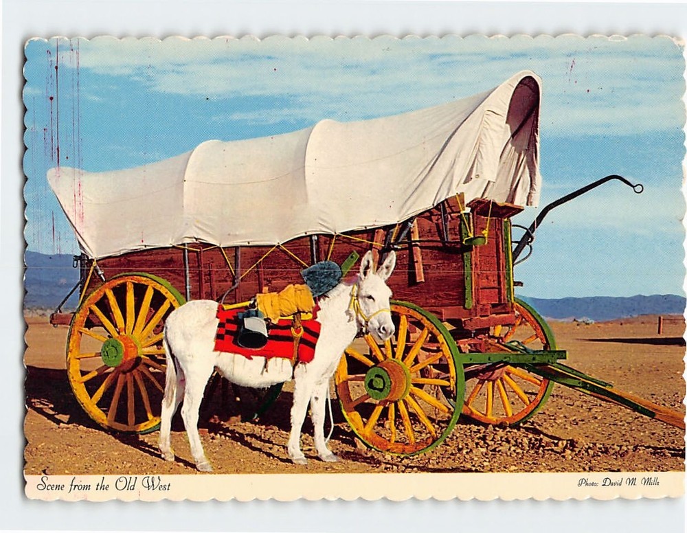 Postcard Mule & Conestoga Wagon Scene from the Old West