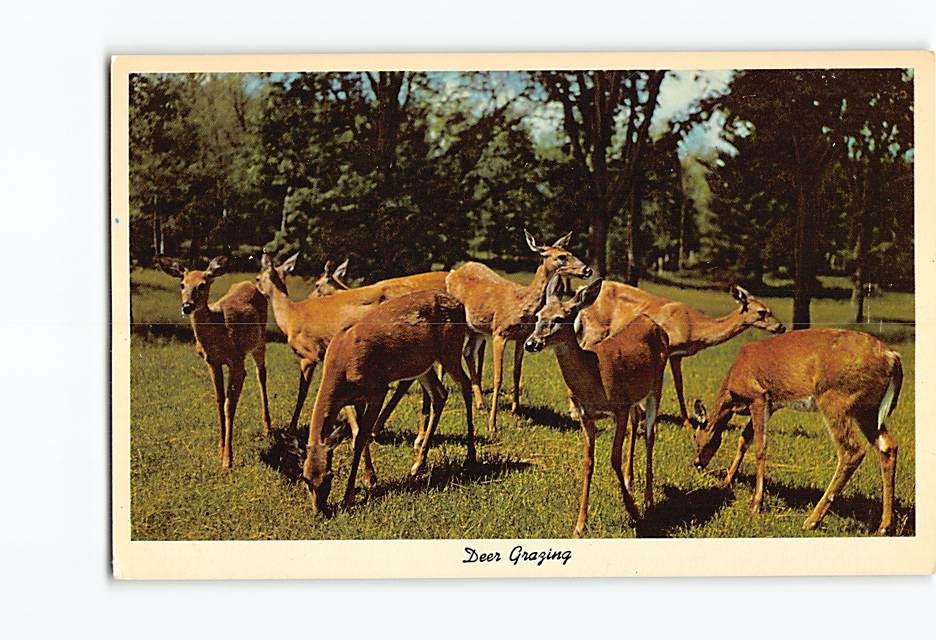 Postcard Group of Deer in Woods Forest Mountain