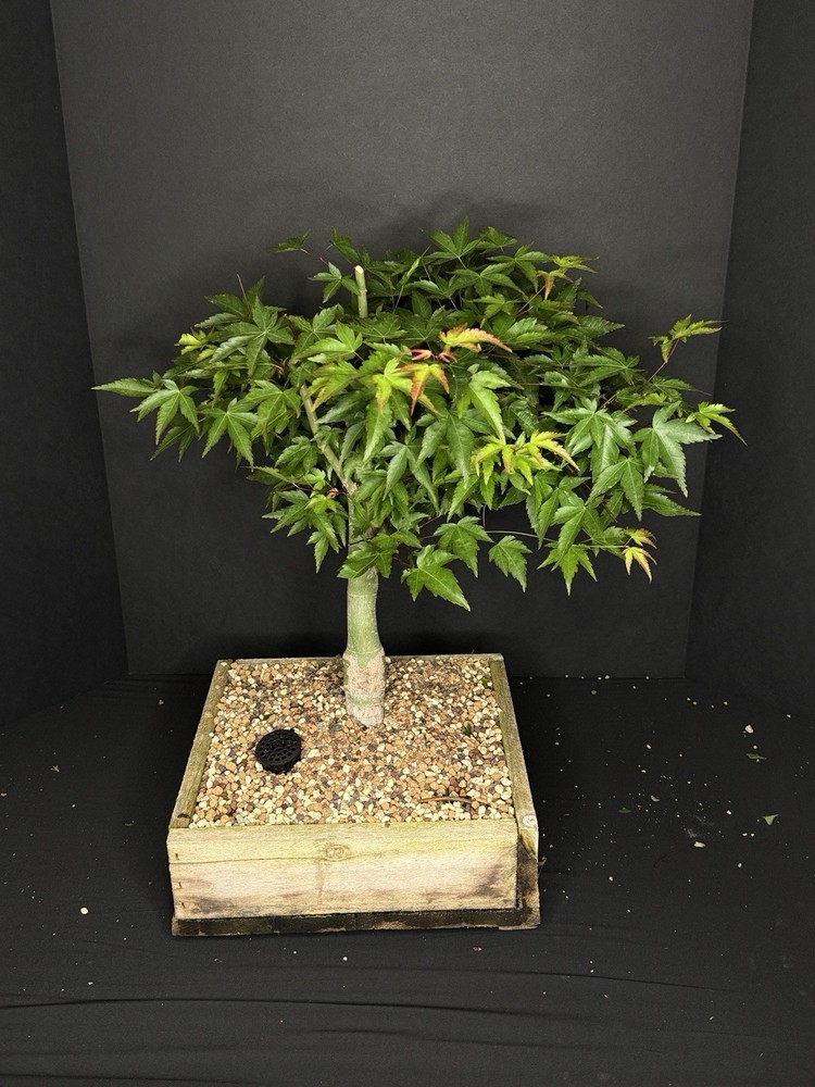 Acer palmatum ‘Kiyohime’ Japanese Maple Bonsai – 20 Years Old | Thick Trunk-image