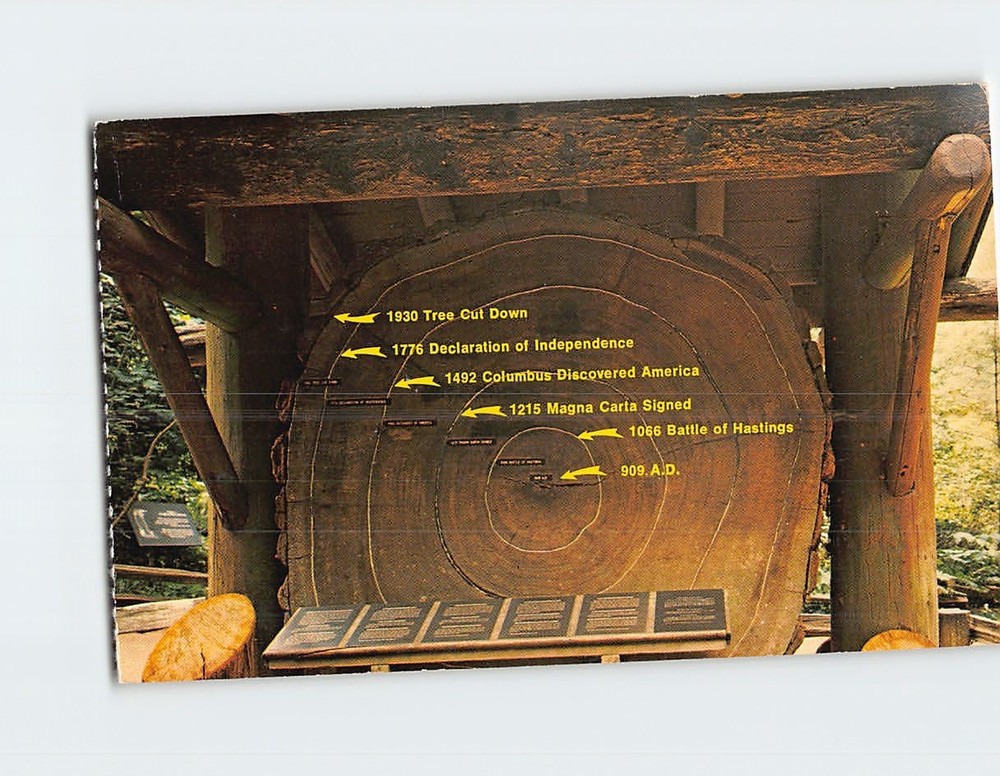 Postcard Section Tree Muir Woods National Monument Mill Valley California USA