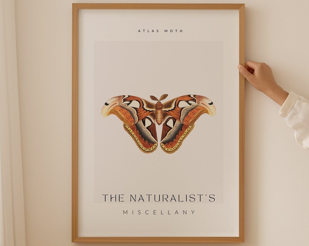 The Naturalist Miscellany Art Print Atlas Moth Butterfly Botanical Wall Art