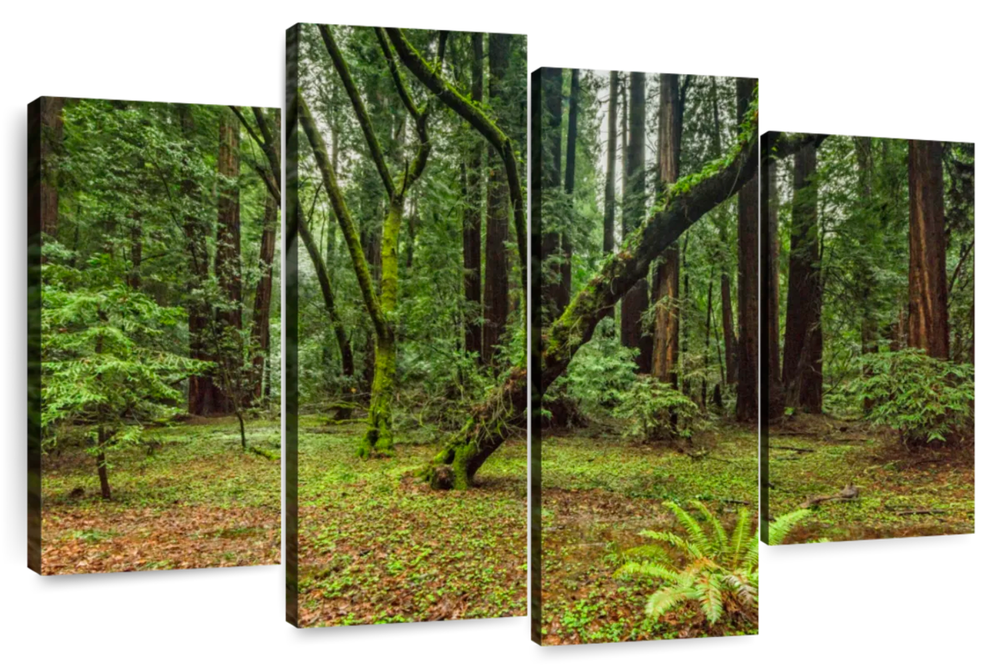 Muir Woods Forest Wall Art
