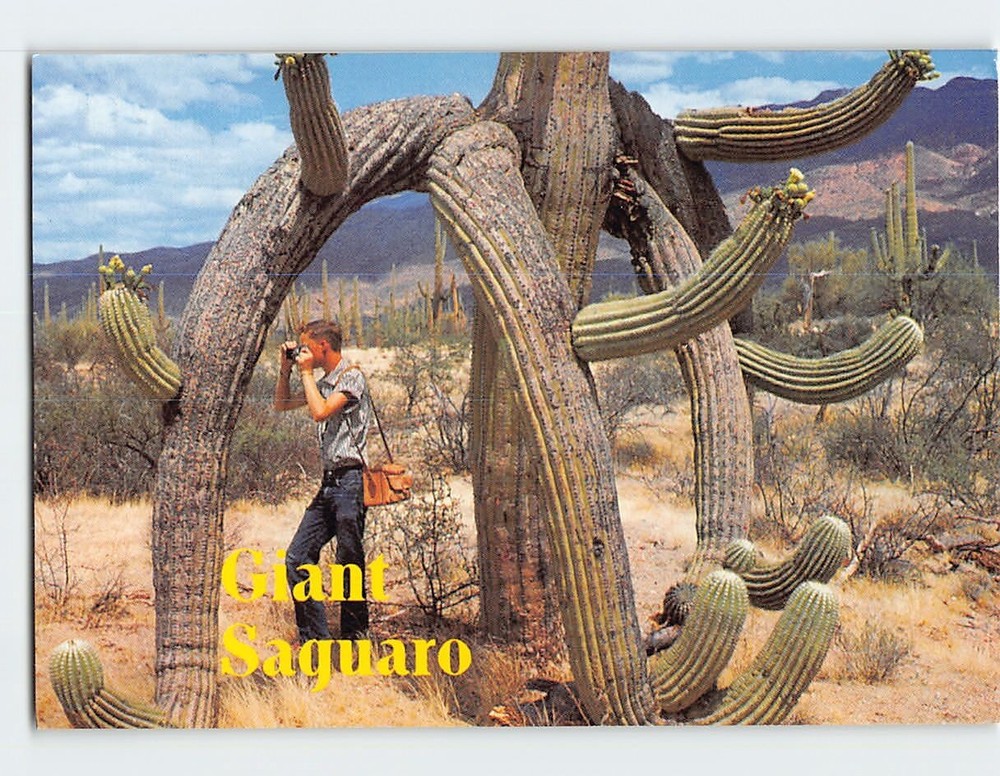 Postcard Giant Saguaro Cactus