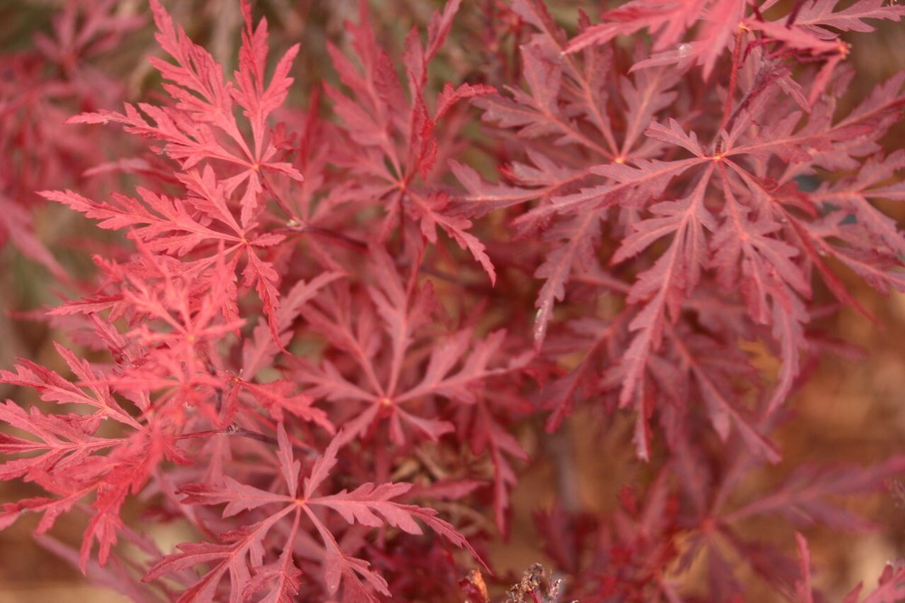 Red Dragon Japanese Maple Live Plant - Acer palmatum-image