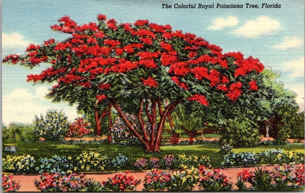 Vintage Florida Royal Poinciana Tree Linen Postcard Miami Art-Colortone
