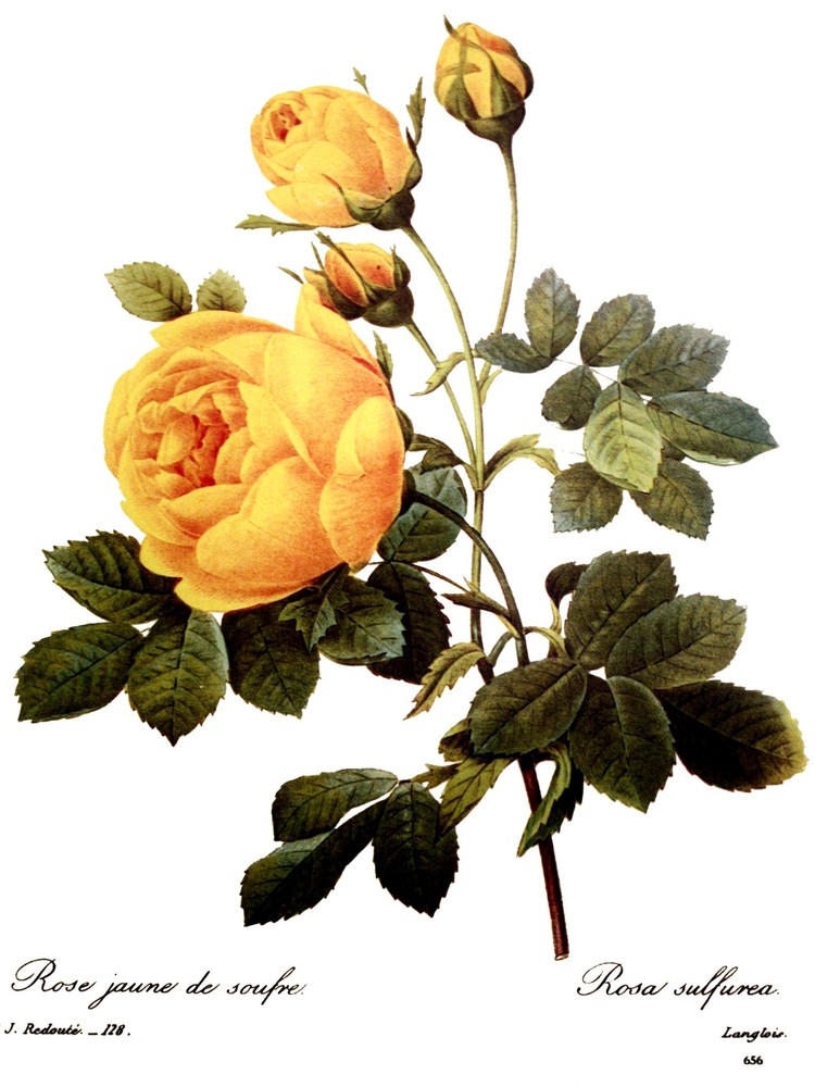Rosa Sulfurea Decorative Poster. Fine Graphic Art Wall Interior Design. 2604