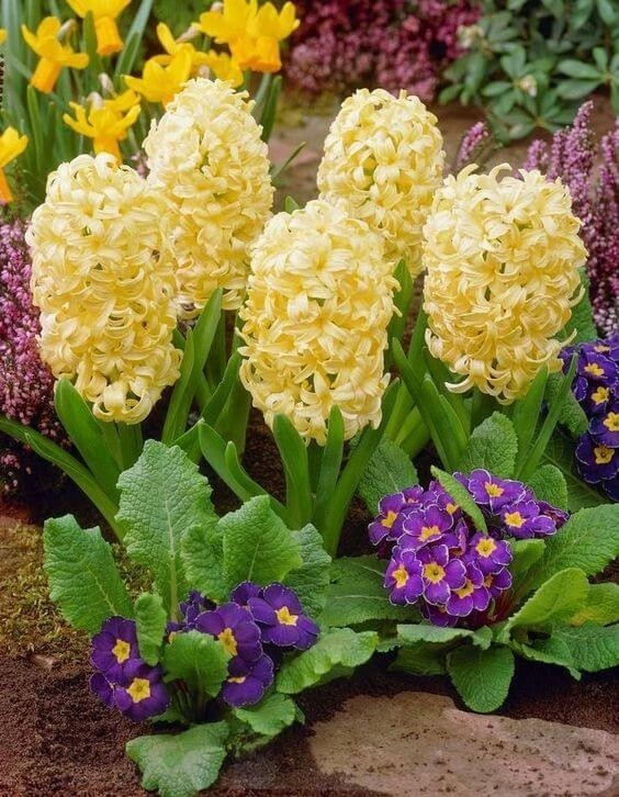 Pretty   Hyacinth Imported Flower Bulb Yellow Pack of 2 bulbs