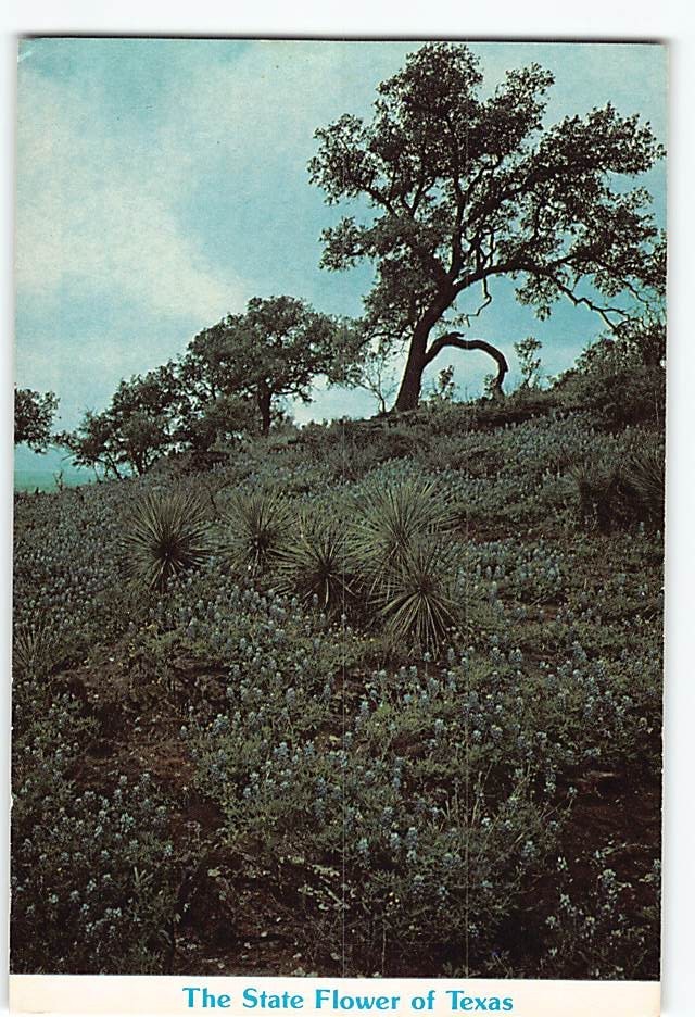 Postcard Bluebonnets The State Flower Of Texas USA