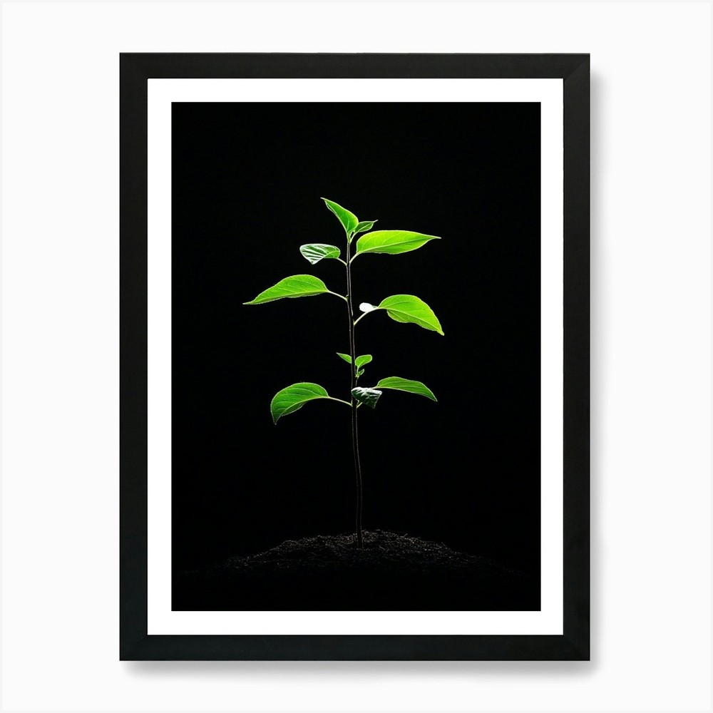 Tree Growing On A Black Background  Framed Wall Art Poster Canvas Print Picture