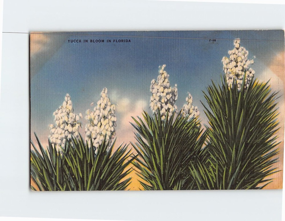 Postcard Yucca in Bloom Florida USA