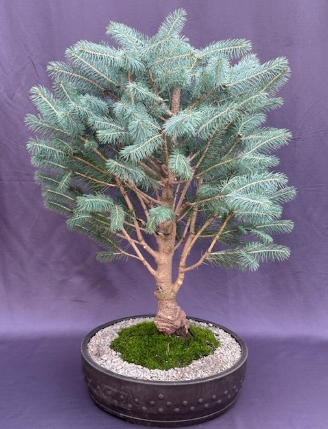 Colorado Blue Spruce Bonsai Tree Live Outdoor Evergeen Picea Pungens Globosa 28