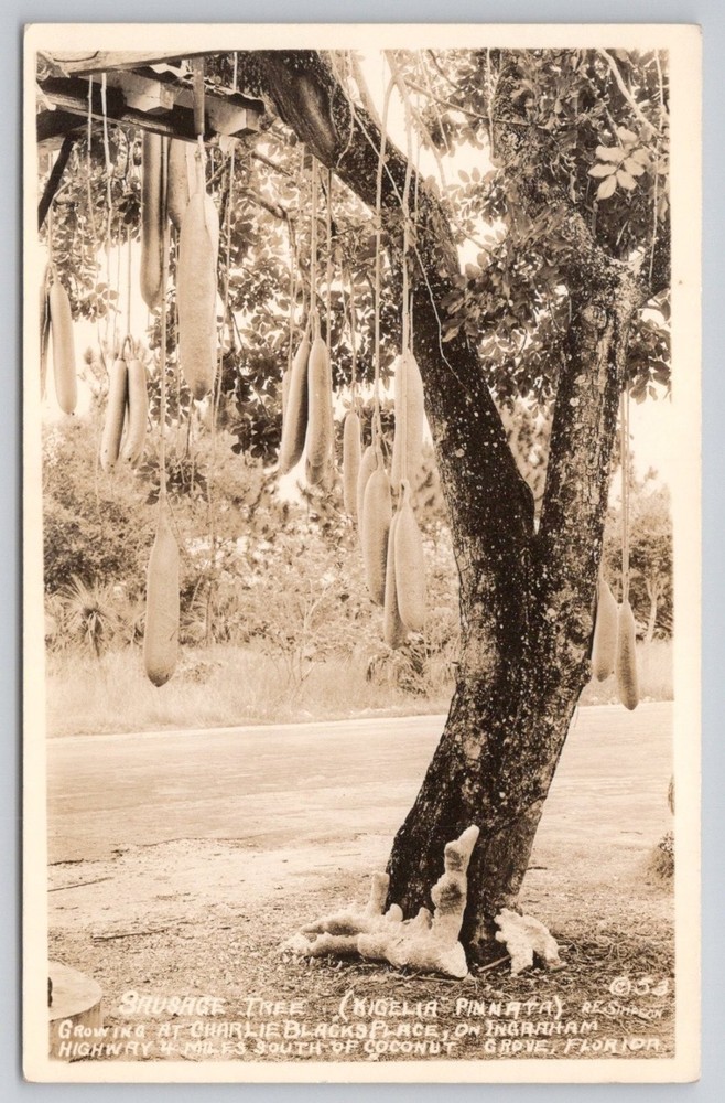 RPPC Sausage Tree Coconut Grove Florida Ingraham Highway Vintage Postcard
