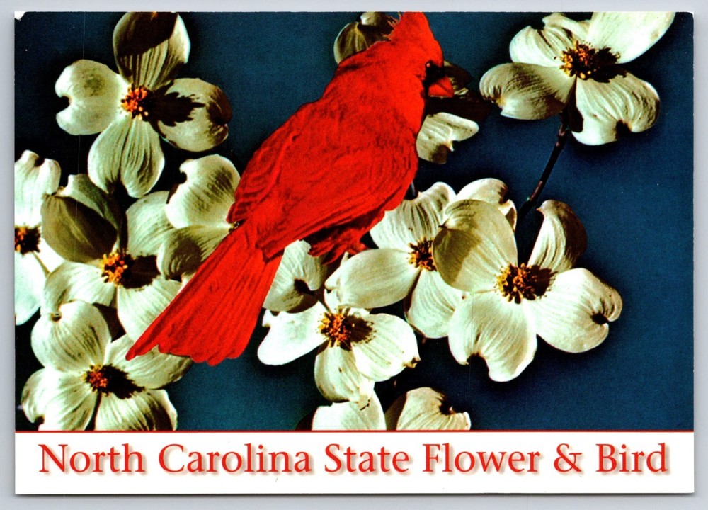 North Carolina Postcard State Flower Dogwood & State Bird Cardinal USA Unposted